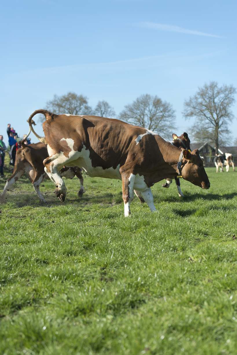 Cow dance in Geesteren