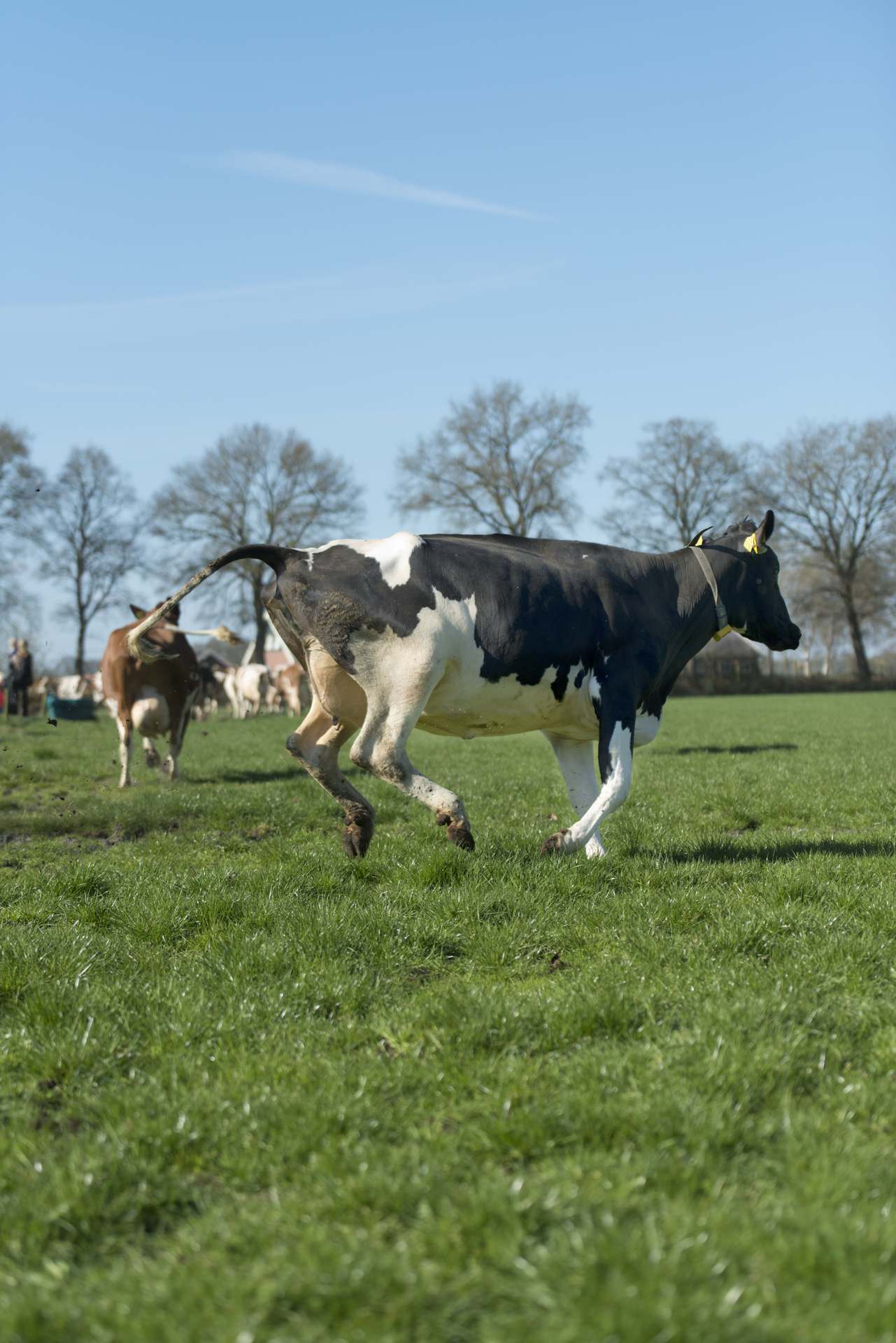 Cow dance in Geesteren