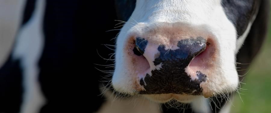 Leden ZuivelNL gaan samenwerking aan met de Dierenbescherming